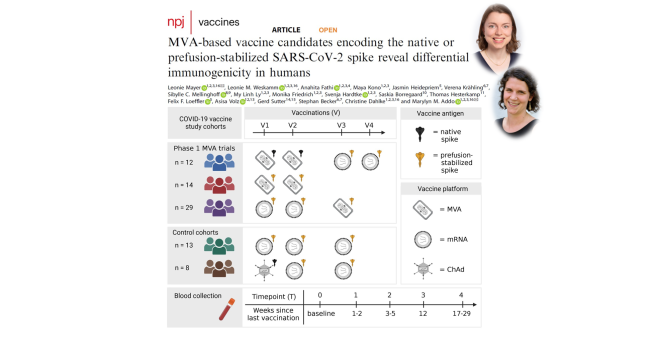 New Publication on the immunogenicity of MVA-based vaccine candidates against COVID-19