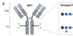 N-linked glycan composition of vaccine-induced antibodies