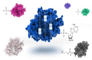 Institut für Biochemie und Signaltransduktion