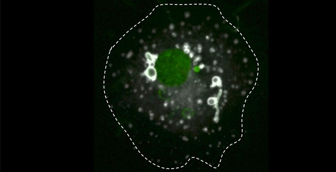 Uke Medical Microbiology Virology And Hygiene