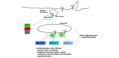 The proposed Rab21-regulated integrin trafficking complex