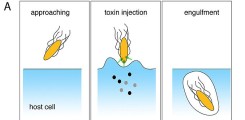 Bild 1: Infektion durch Salmonella typhimurium & Organisation des SPI-1