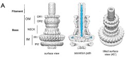 Figure 2: Structure of the injectisome & in situ visualization