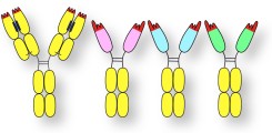 Schemazeichnung von Schwereketten-Antikörpern, die in der AG Peter Bannas eingesetzt werden