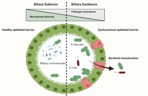 Graphical Abstract