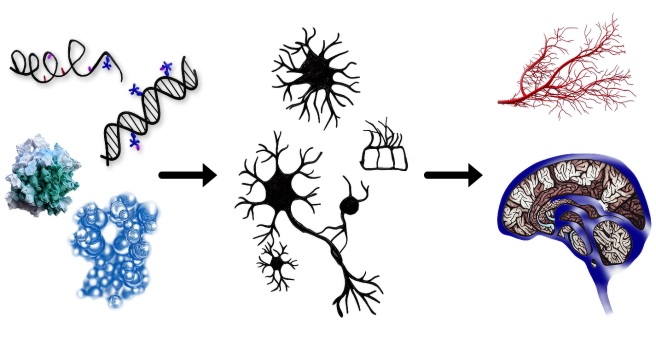 RNA based Pathomechanisms